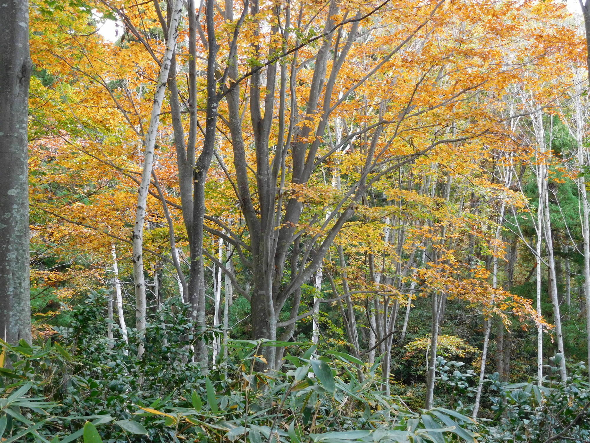 Madarao Elm Pension Iiyama Extérieur photo